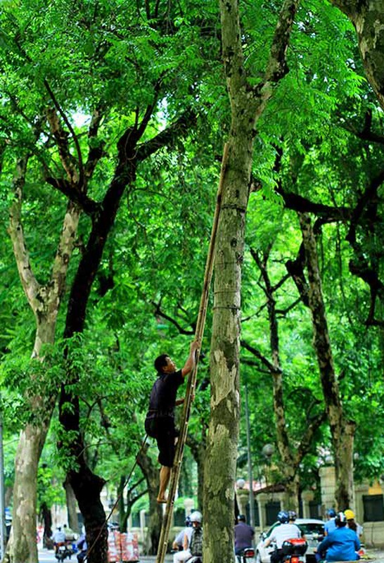 Sap den mua du minh tren cay cao hai tien trieu o Ha Noi-Hinh-3